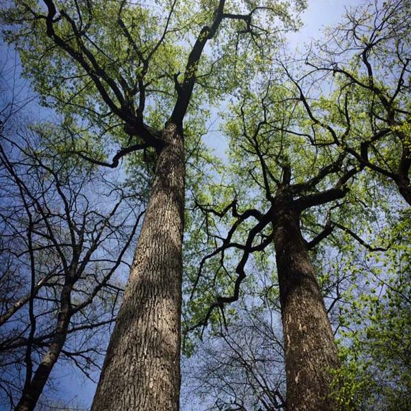 The giant poplars of Joyce Kilmer Memorial Forest.
